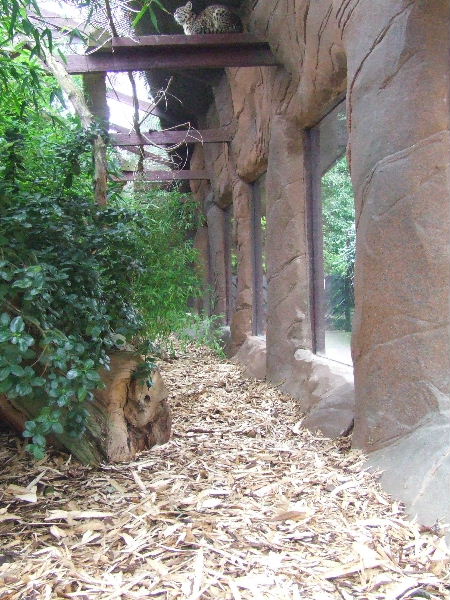 Geoffroy's Cat exhibit