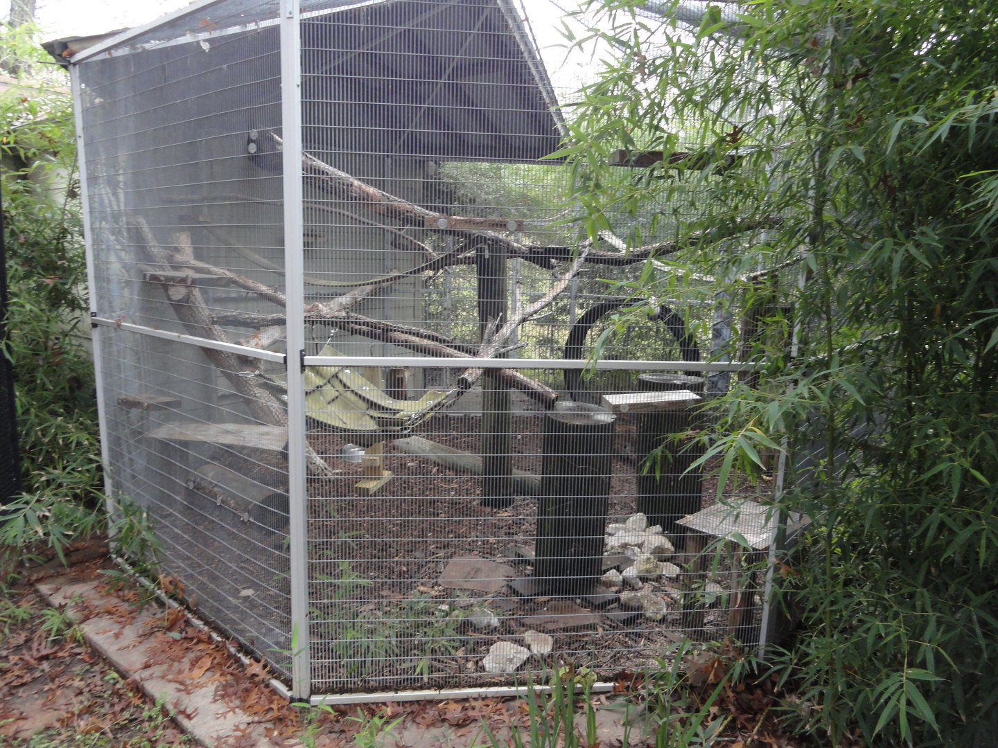 Geoffroy's Cat Exhibit