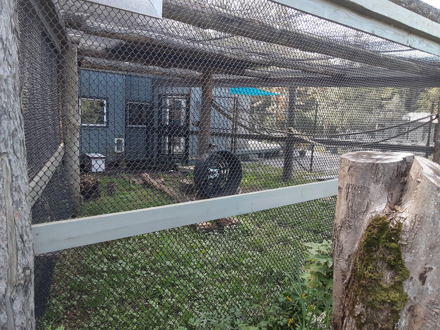 Geoffroy's Cat Habitat