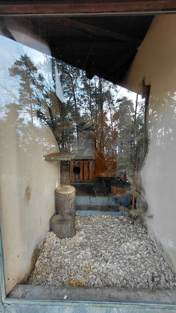 Geoffroy's cat indoor exhibit #1