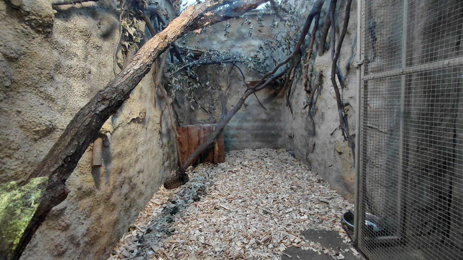 Geoffroy's cat indoor exhibit