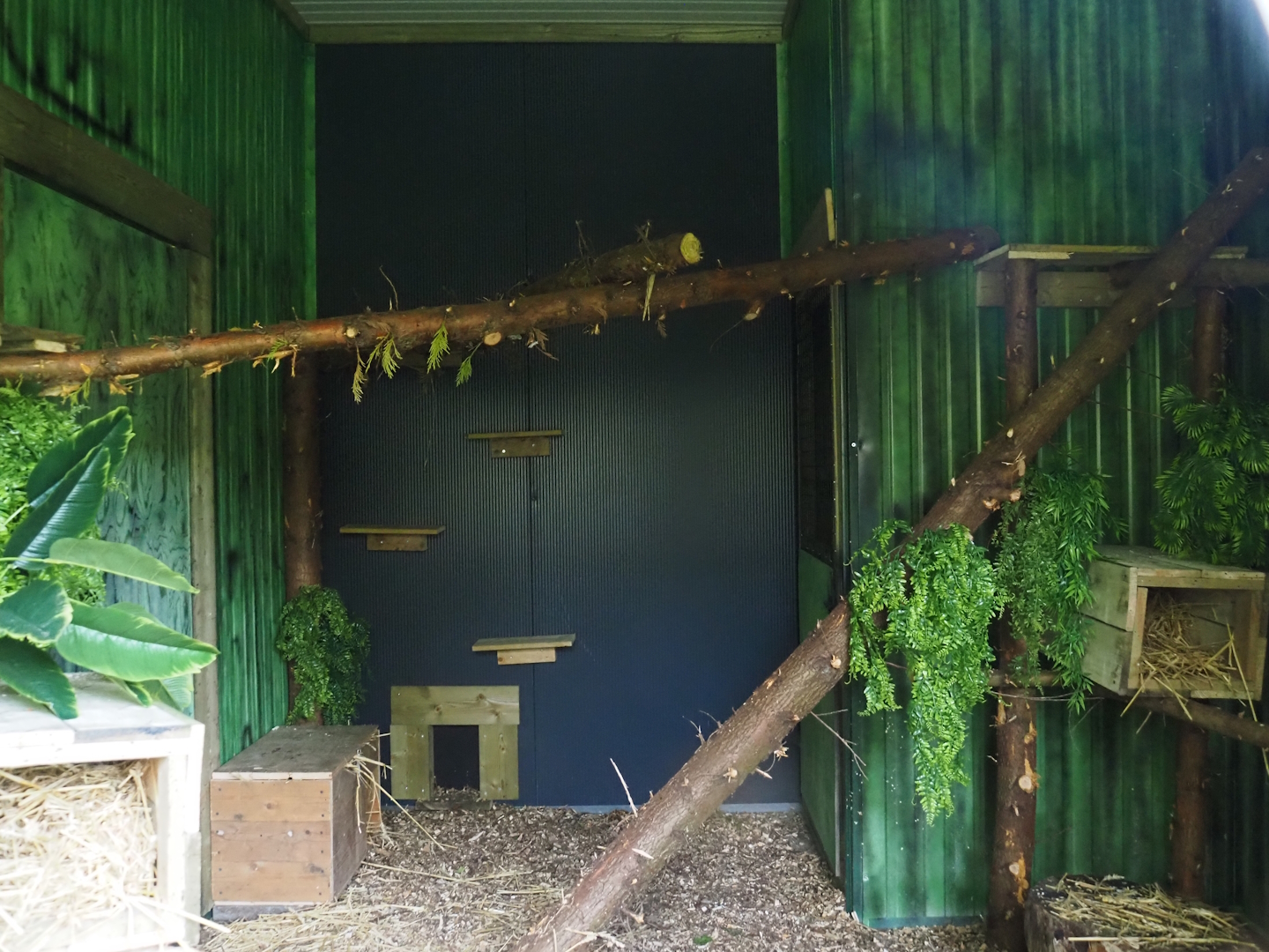 Geoffroy's cat indoor housing, 2024-05-11