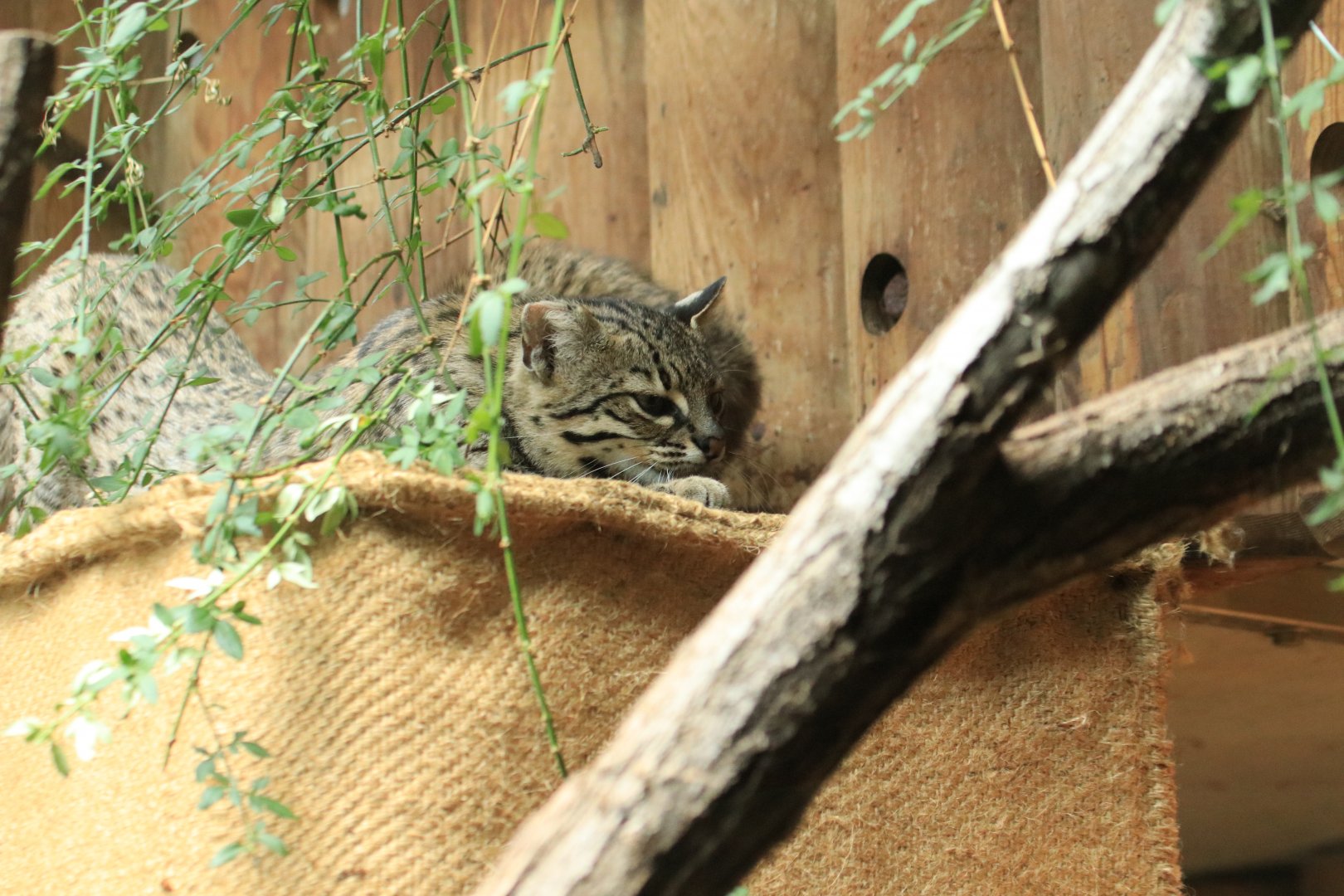 Geoffroy's cat (June 2020)