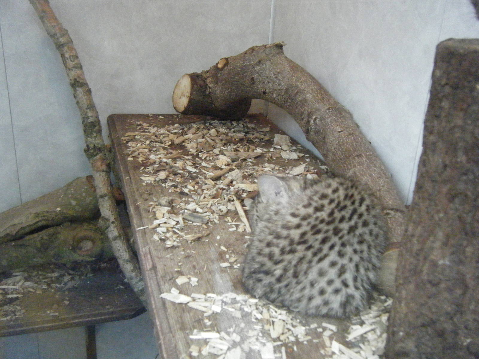 Geoffroy's cat kitten.