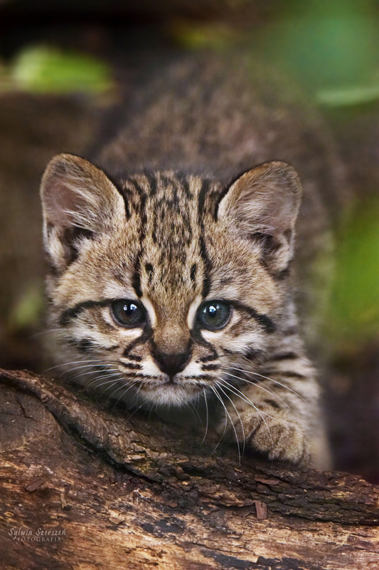 Geoffroy's cat kitten