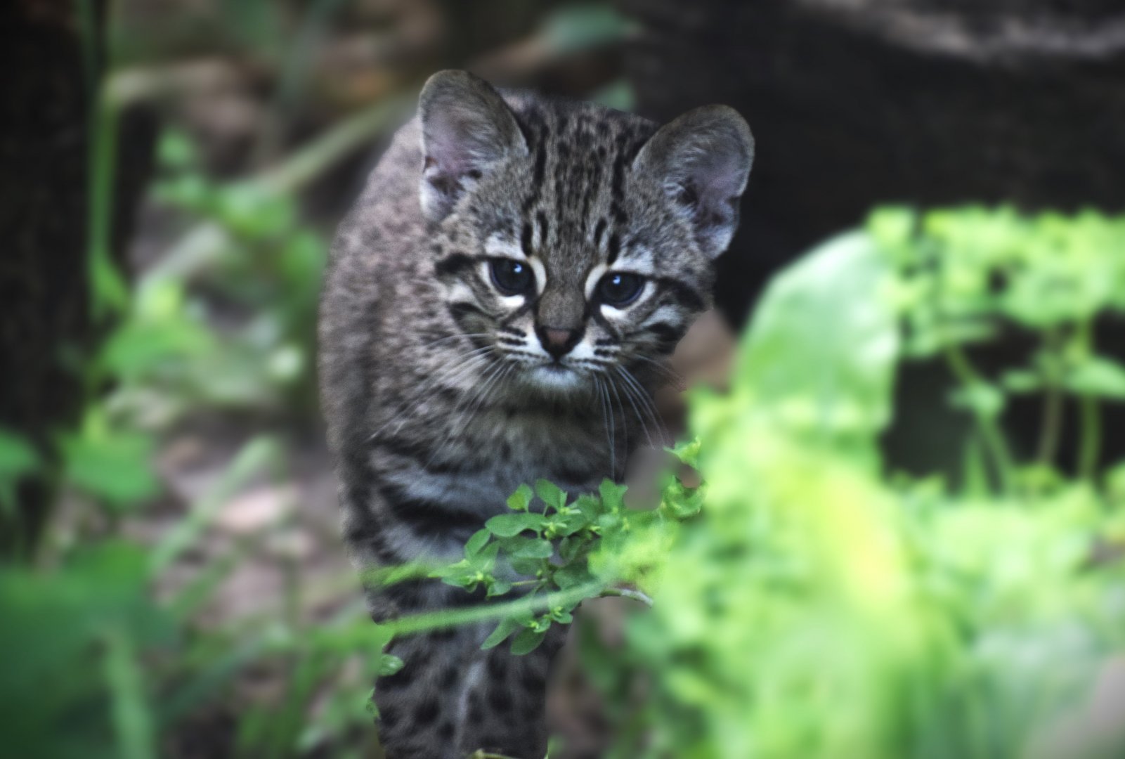 Geoffroy's cat kitten