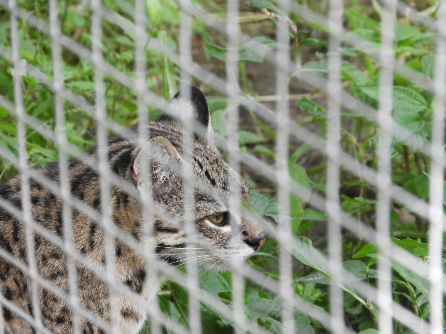 Geoffroy's Cat (Leopardus geoffroyi)