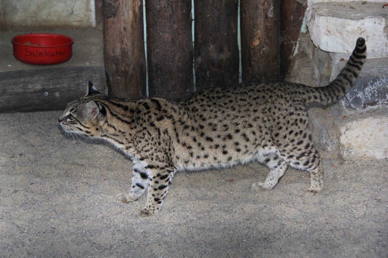 Geoffroy's cat (Leopardus geoffroyi)
