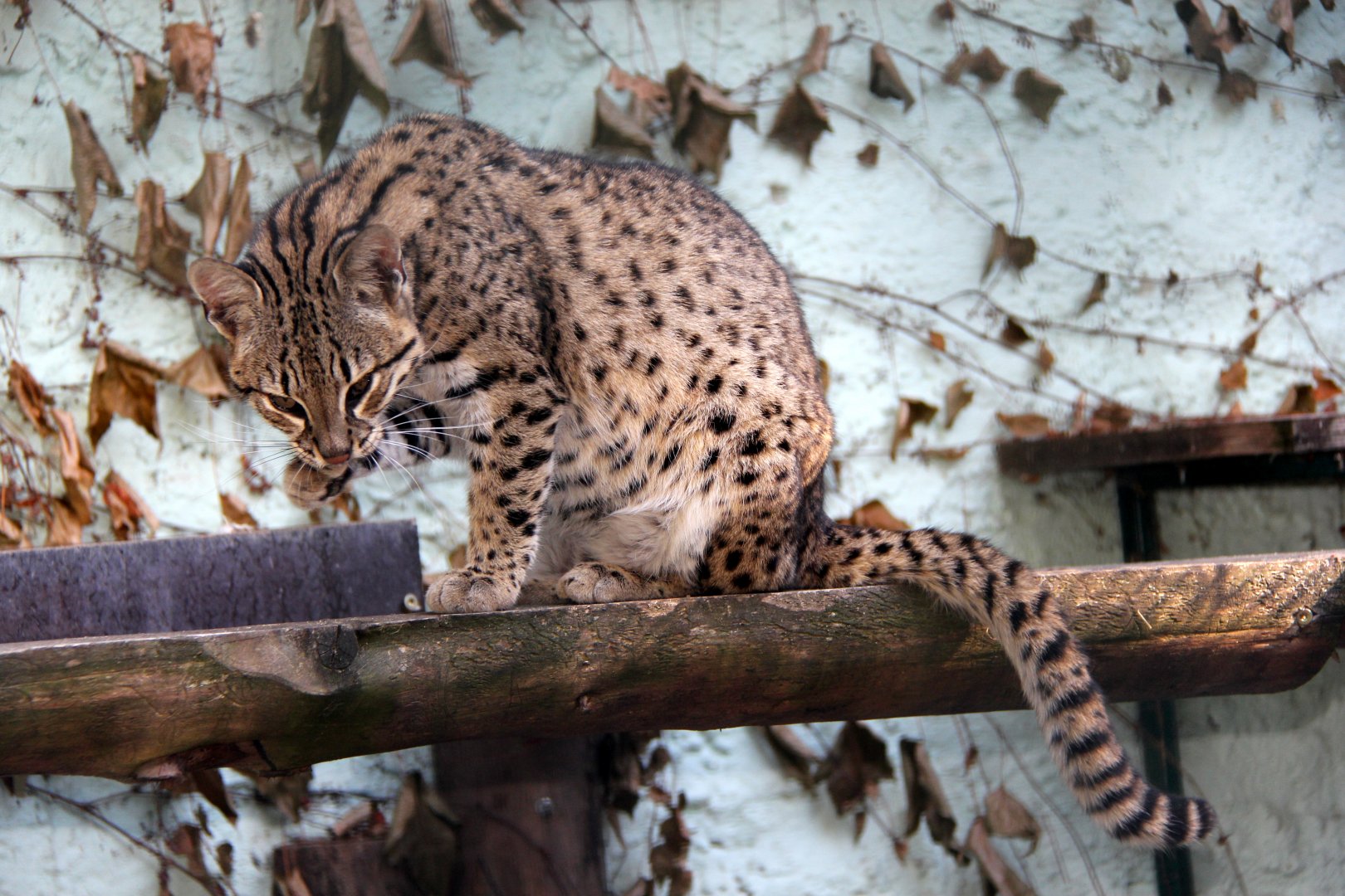 Geoffroy's cat (Leopardus geoffroyi)