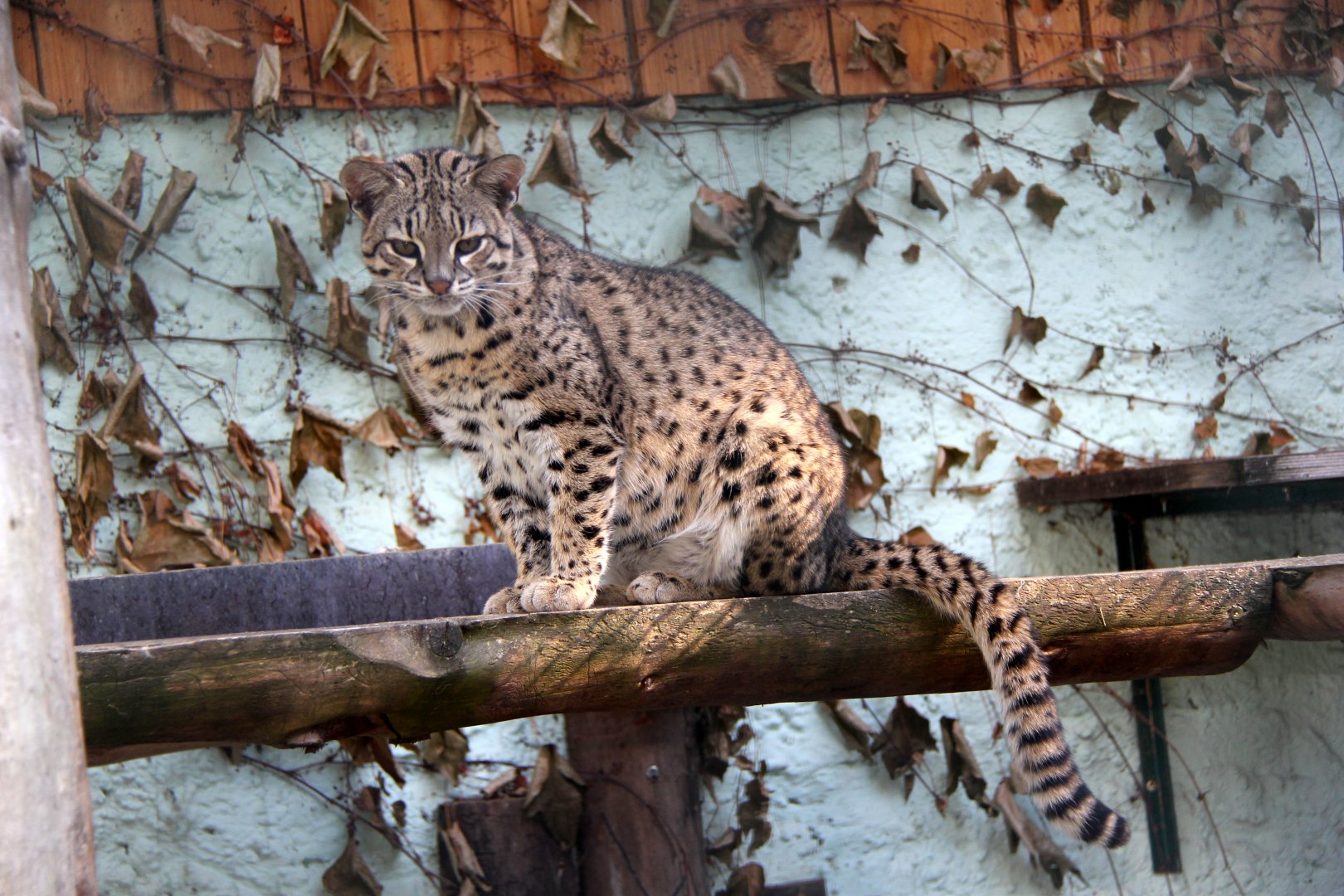 Geoffroy's cat (Leopardus geoffroyi)