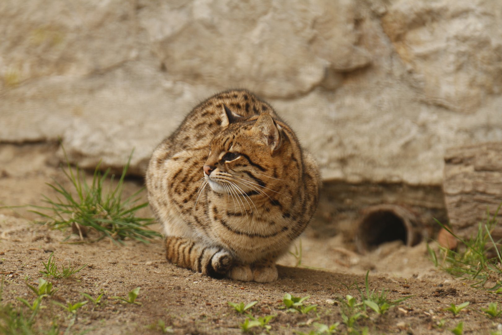 Geoffroy's cat (Leopardus geoffroyi)