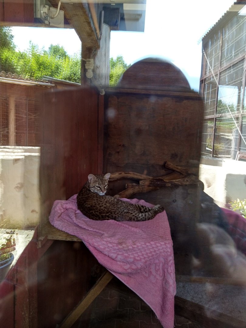 Geoffroy's cat - Leopardus geoffroyi
