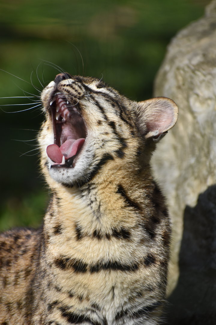 Geoffroy's Cat - Leopardus geoffroyi