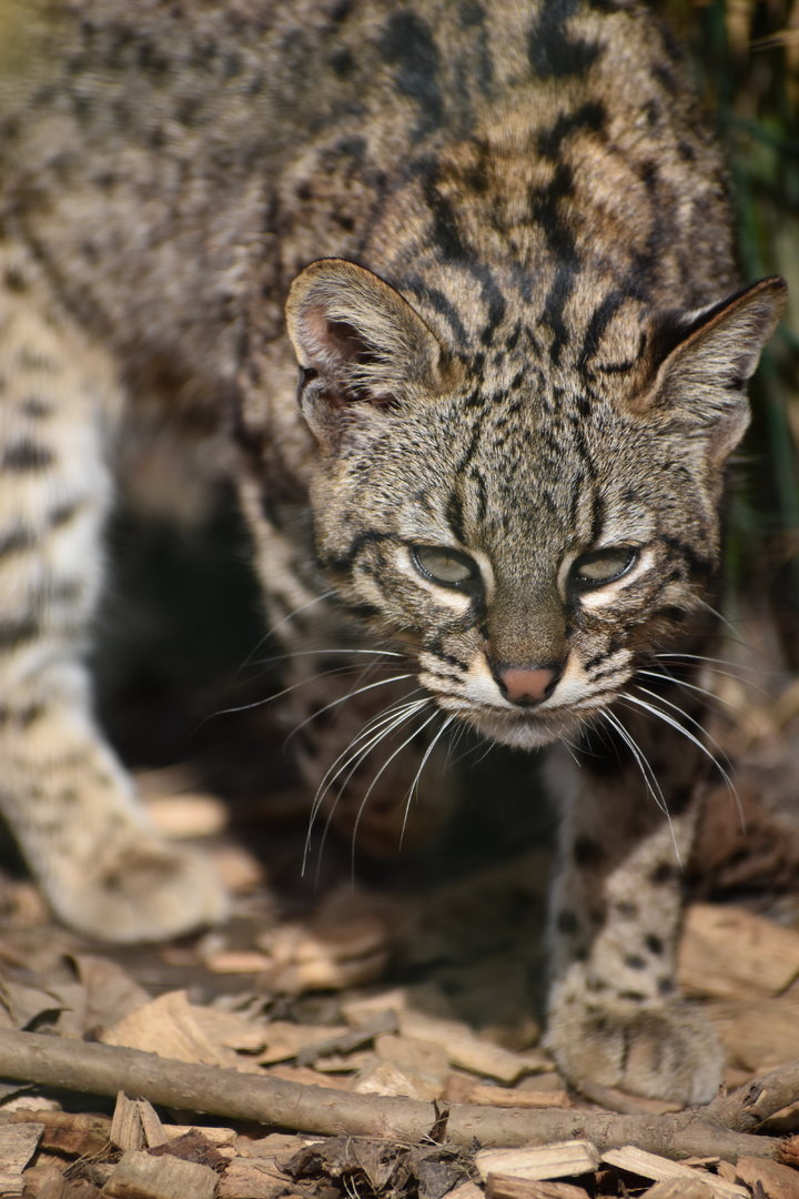 Geoffroy's Cat - Leopardus geoffroyi