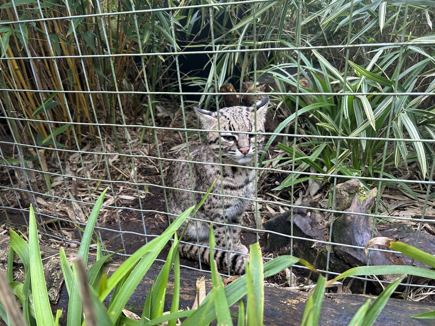 Geoffroy's cat (Leopardus geoffroyi)