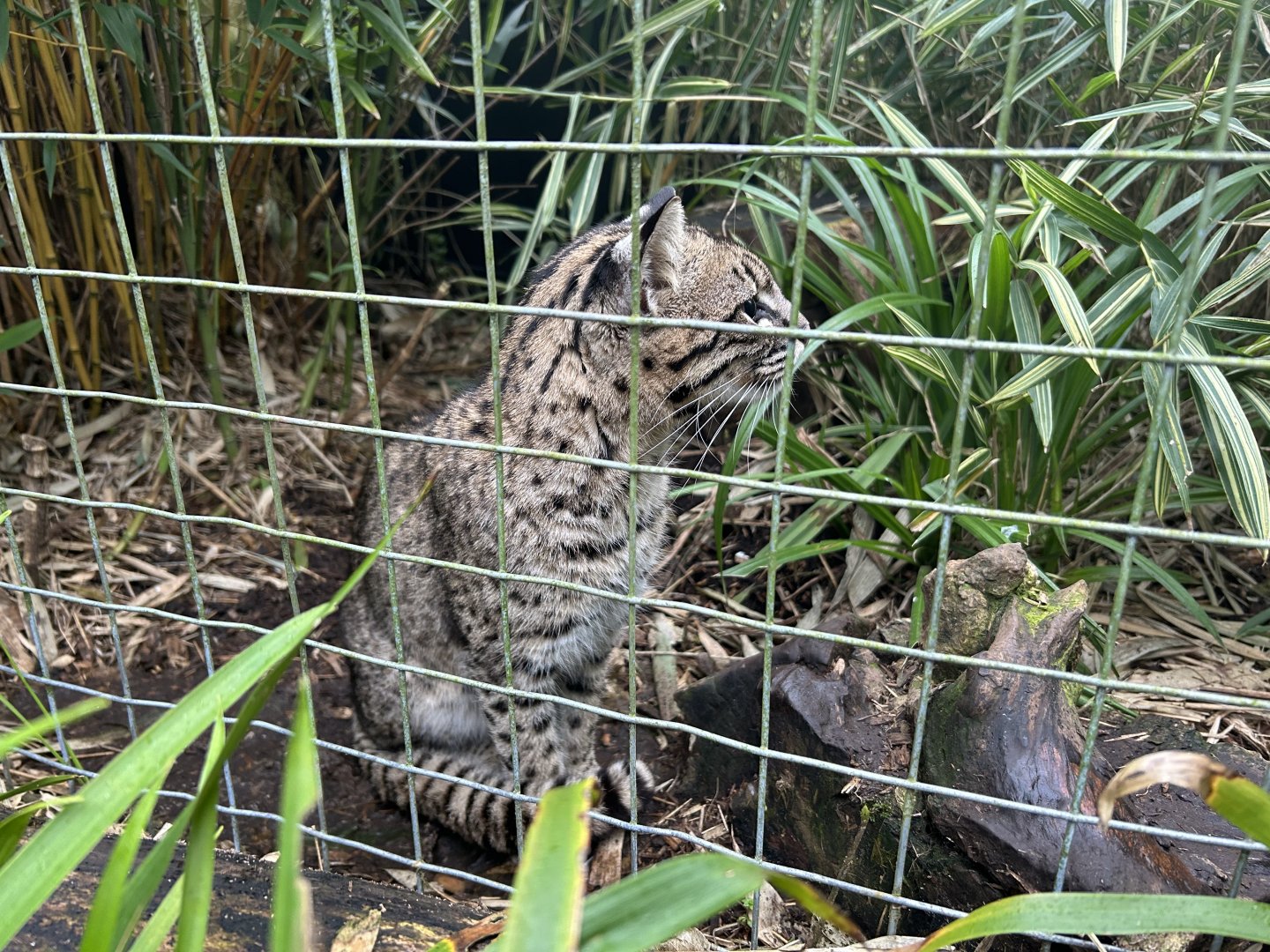 Geoffroy's cat (Leopardus geoffroyi)