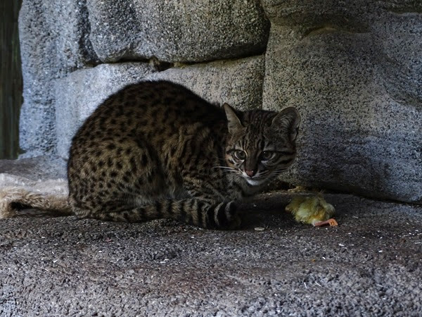 Geoffroys cat (Leopardus geoffroyi)