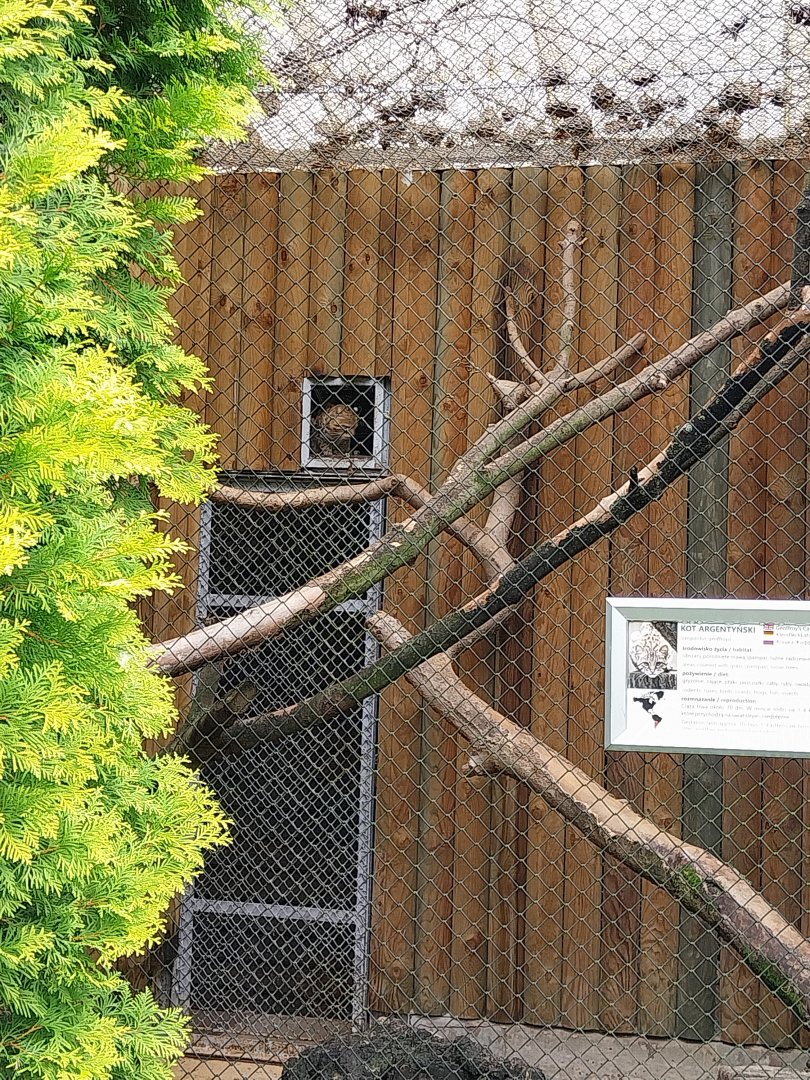 Geoffroy's Cat (Leopardus geoffroyi)