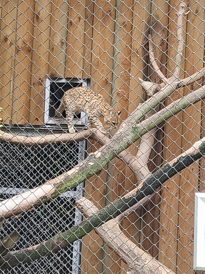 Geoffroy's Cat (Leopardus geoffroyi)