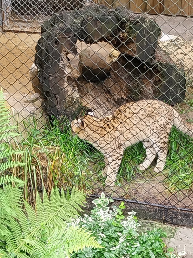 Geoffroy's Cat (Leopardus geoffroyi)