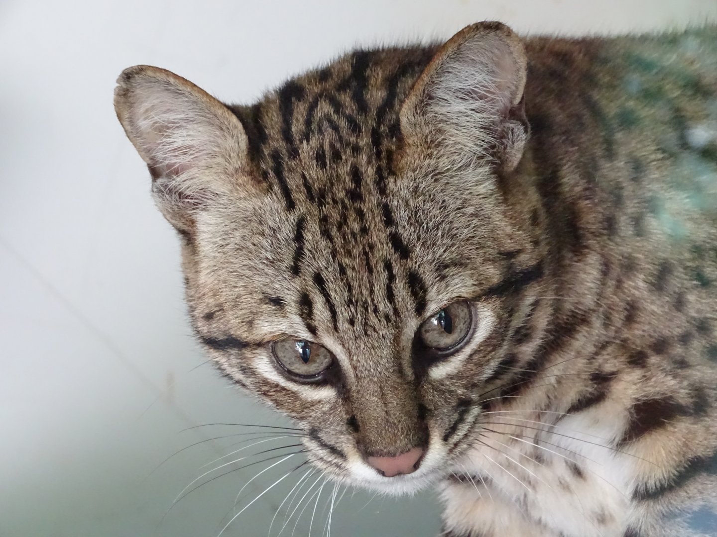 Geoffroy's cat (Leopardus geoffroyi)