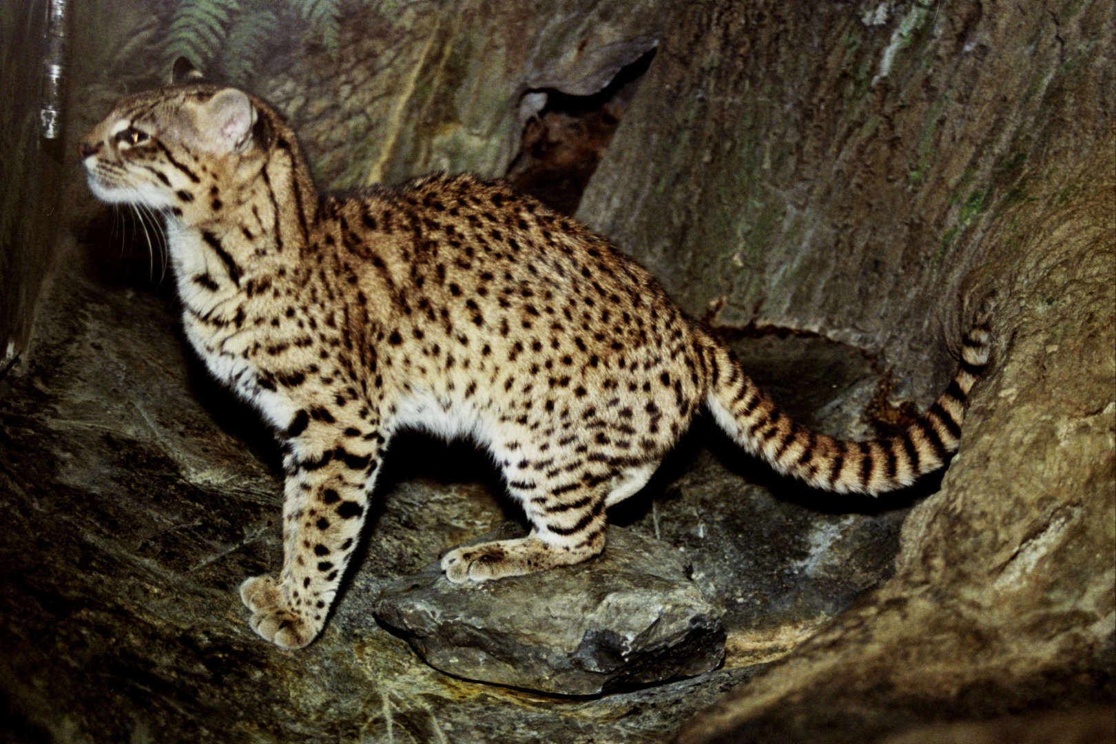 Geoffroy's cat (Leopardus geoffroyi)