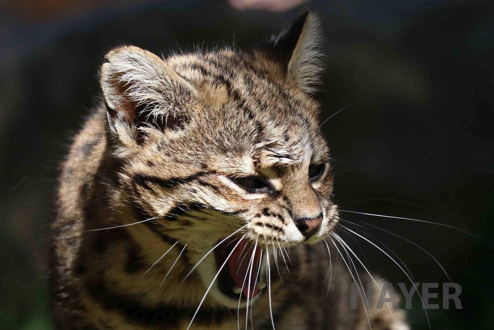Geoffroy's cat, March 2016