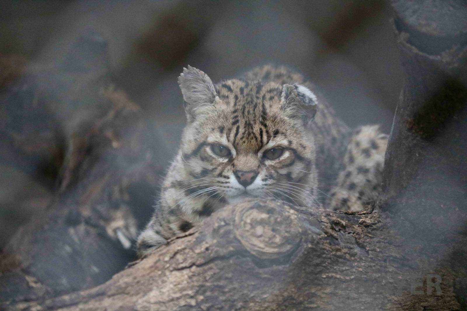 Geoffroy's cat, March 2016
