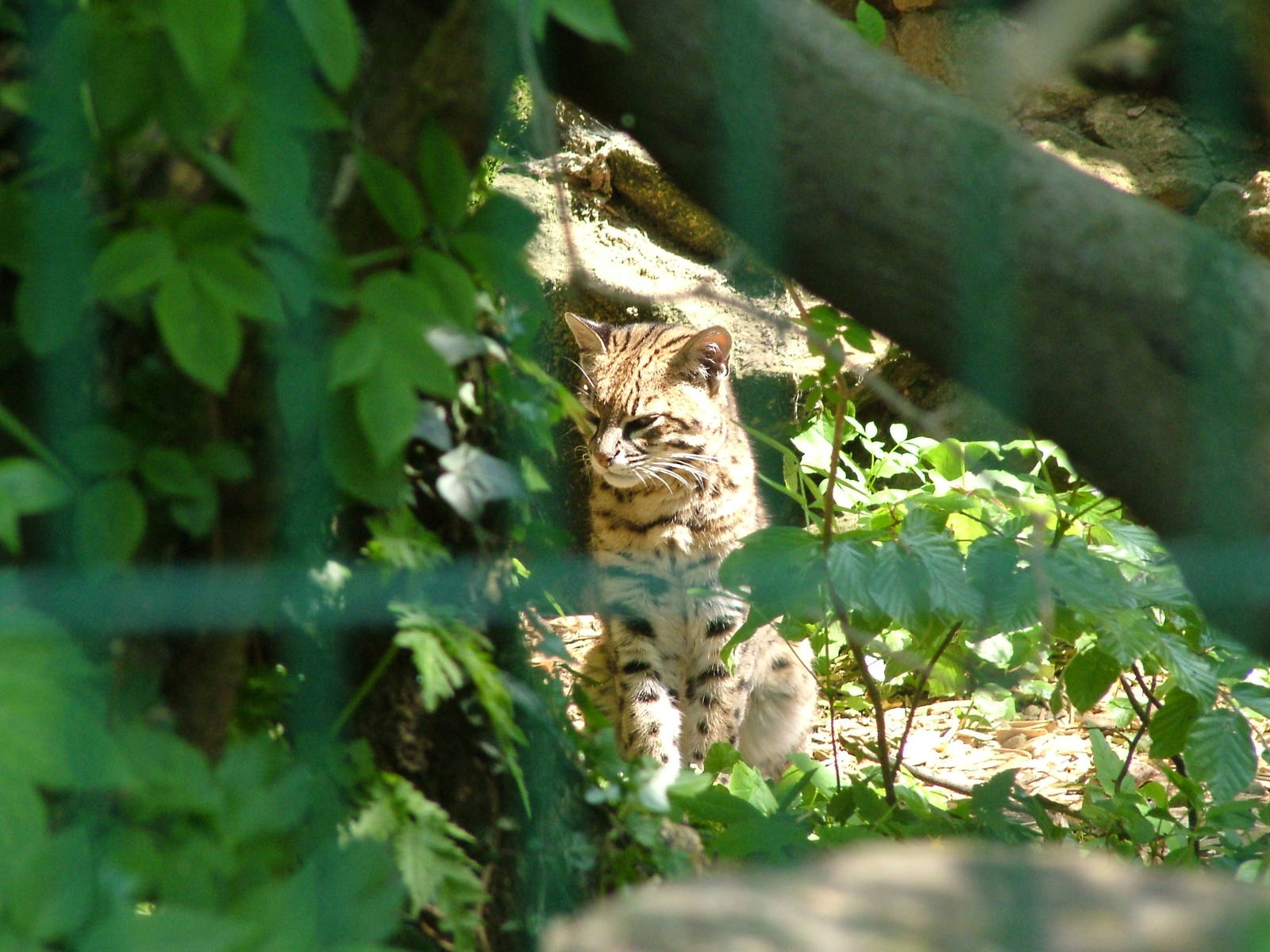 Geoffroy's Cat (Oncifelis geoffroyi) at Dudley Zoo May 08
