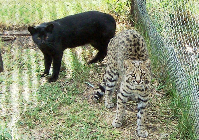 Geoffroy's Cat (one melanistic)