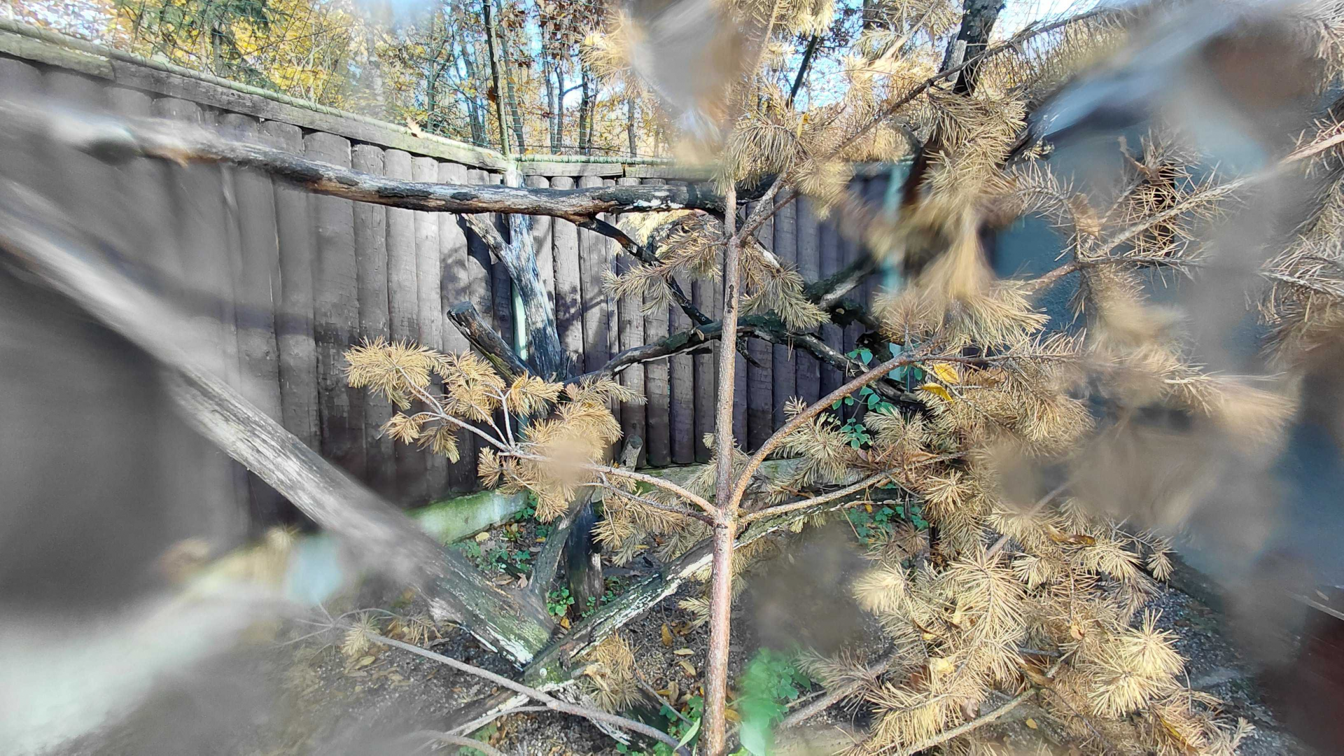 Geoffroy's cat outdoor exhibit #1