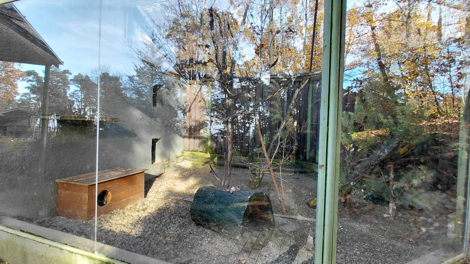 Geoffroy's cat outdoor exhibit #2