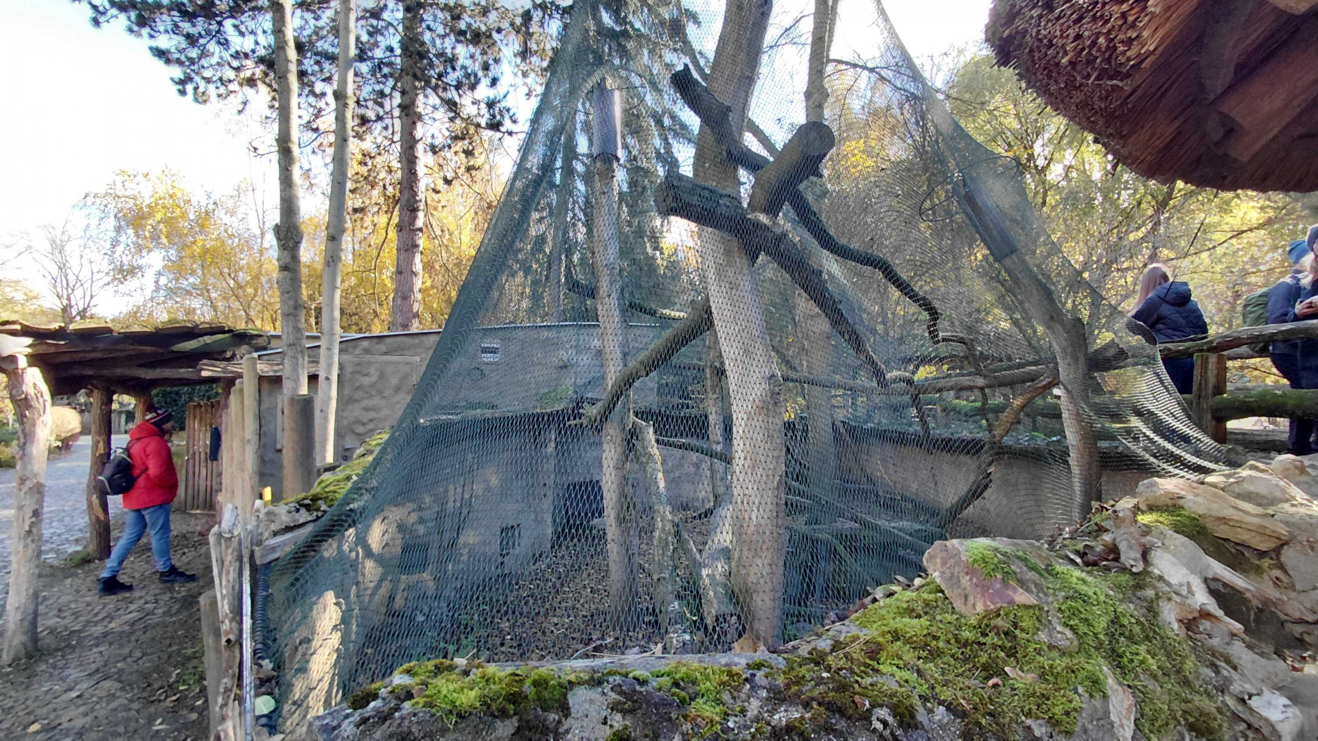 Geoffroy's cat outdoor exhibit