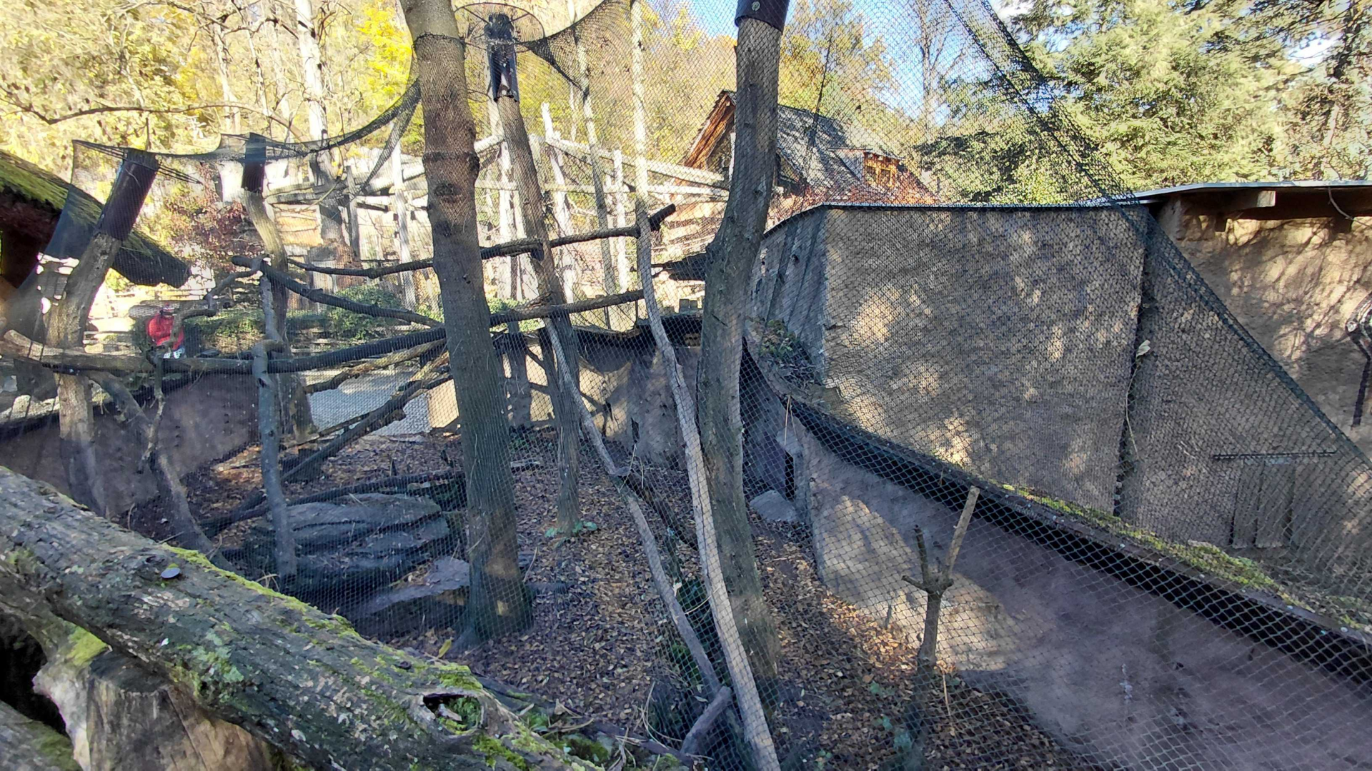 Geoffroy's cat outdoor exhibit