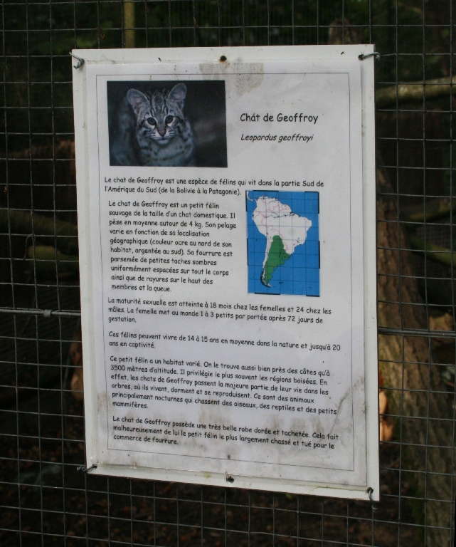 Geoffroy's Cat Signage