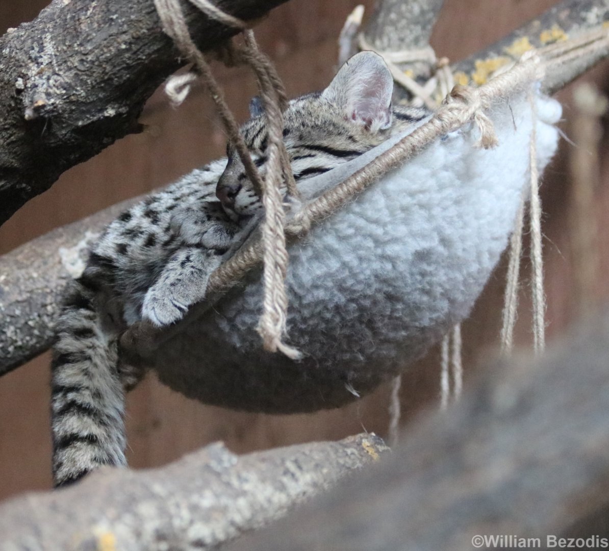Geoffroy's Cat Sleeping