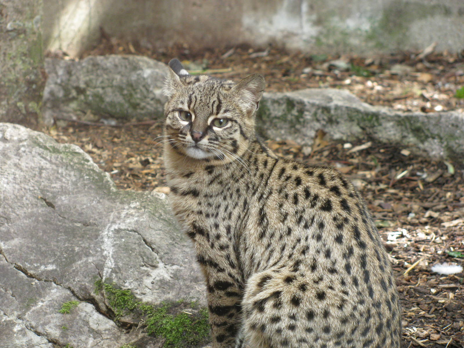 Geoffroy's Cat