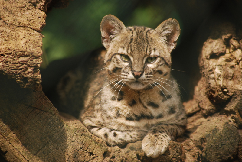 Geoffroy's cat