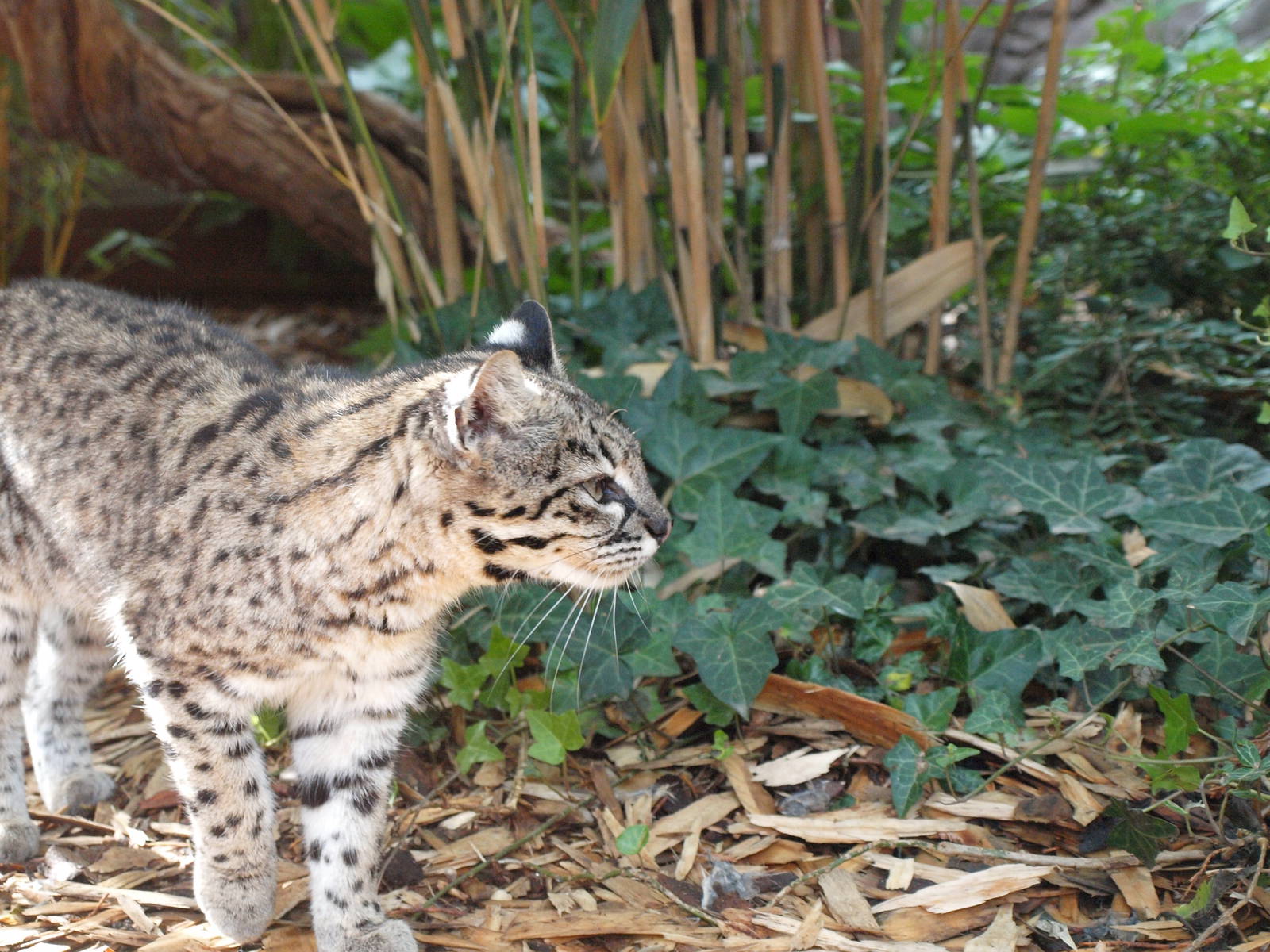 Geoffroy's Cat