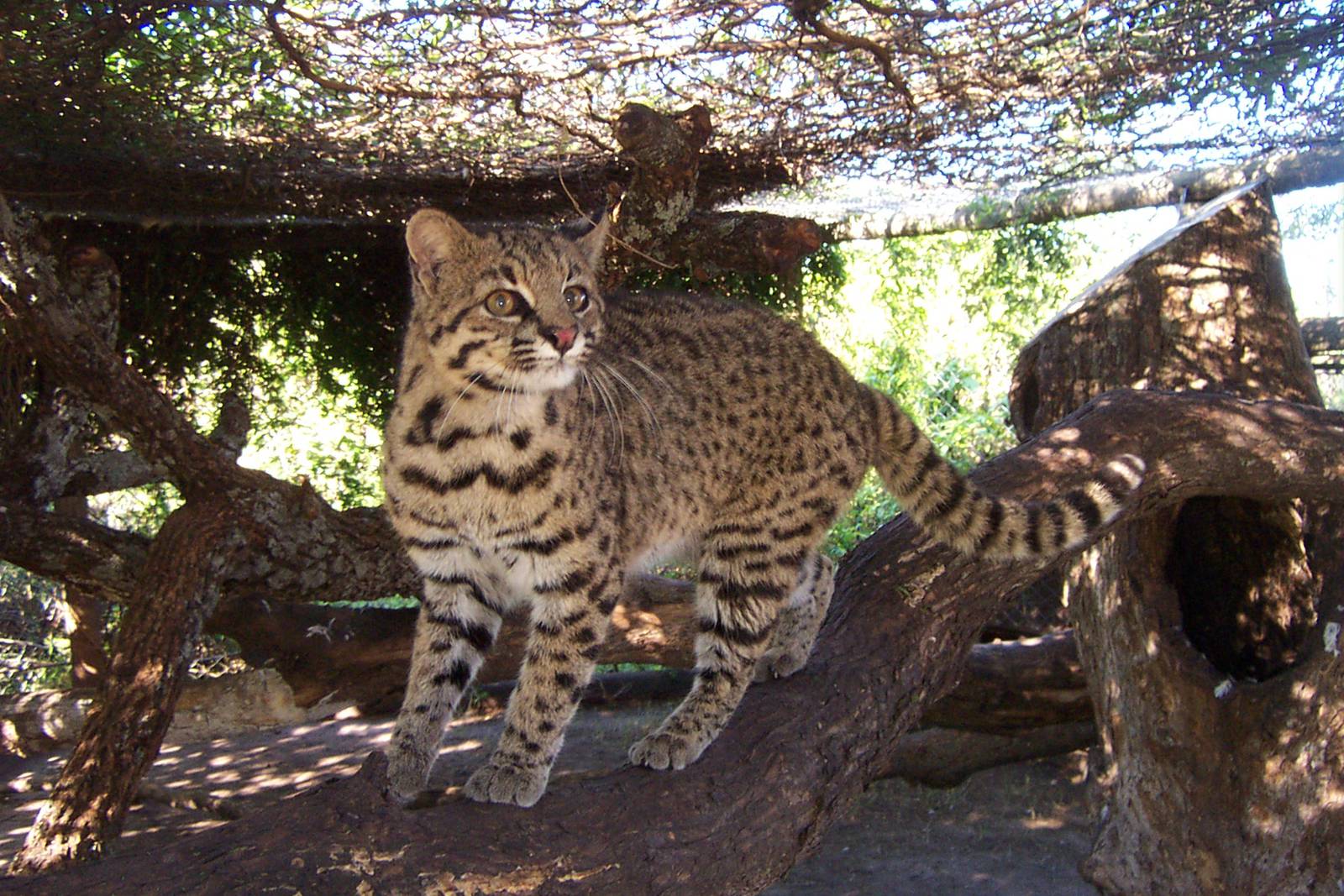 Geoffroy's Cat