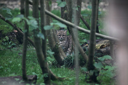 geoffroys cat