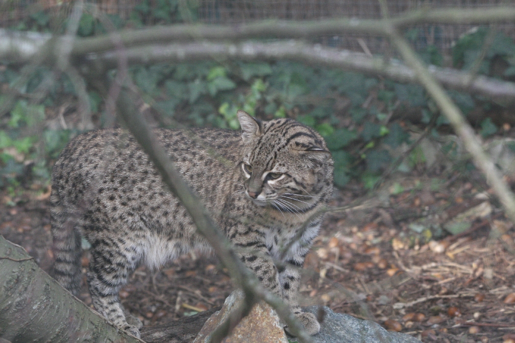 Geoffroy's Cat