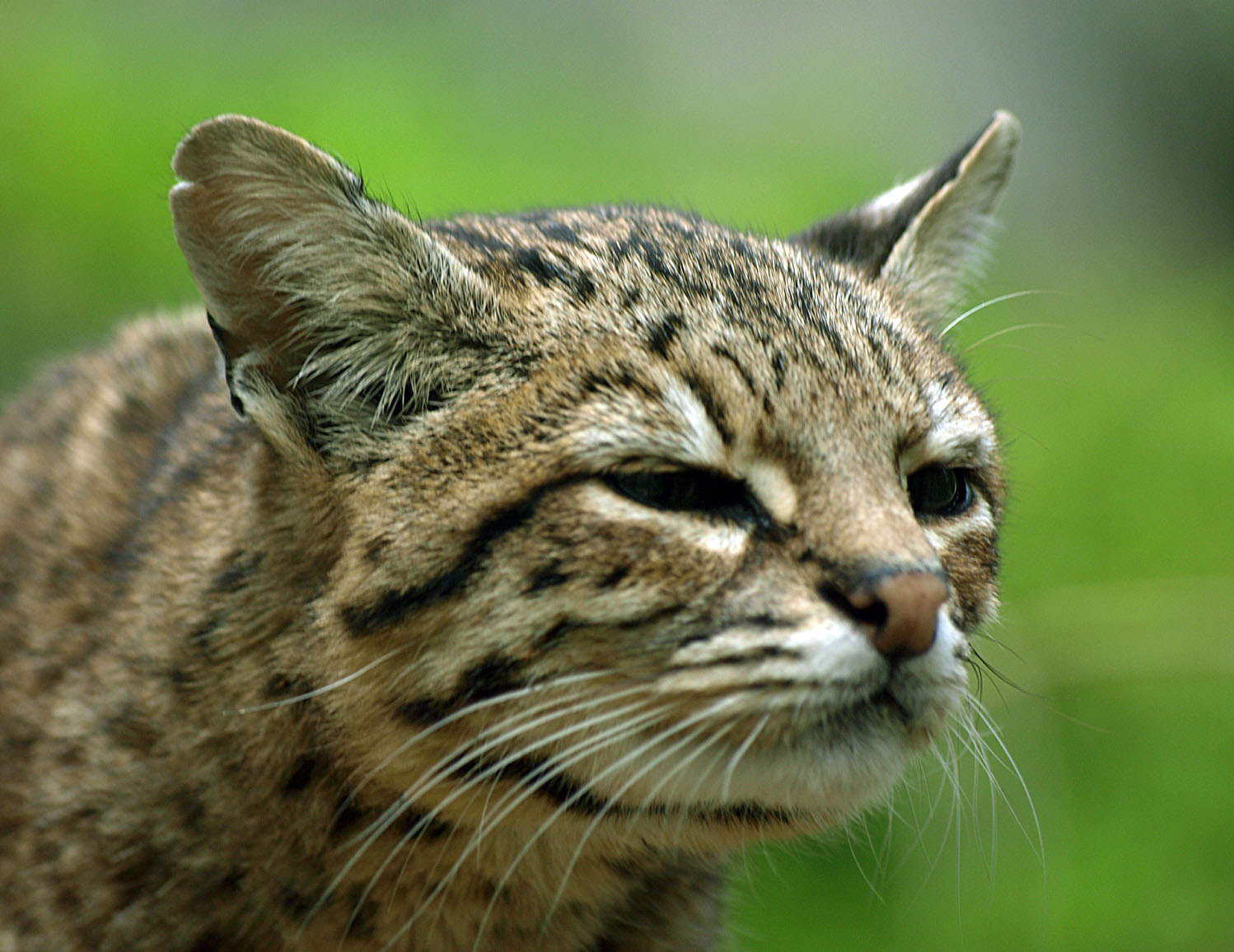 Geoffroy's cat