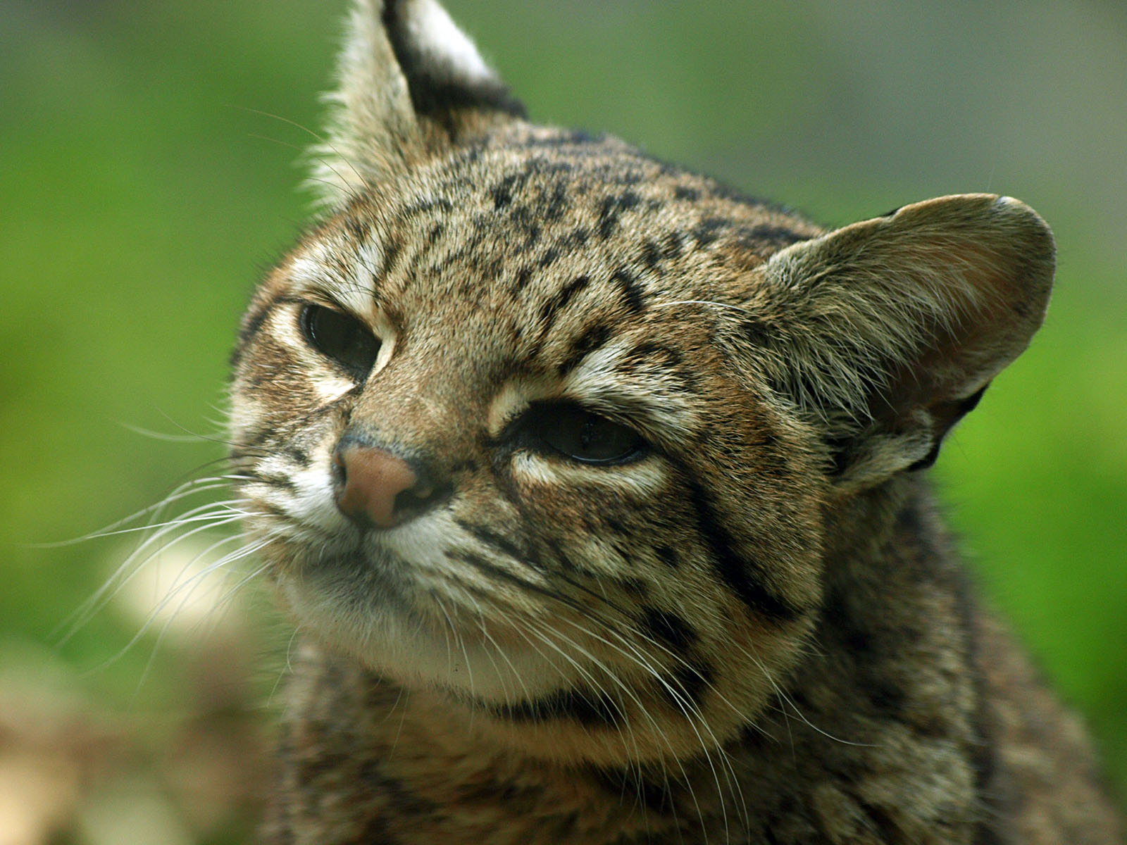 Geoffroy's cat