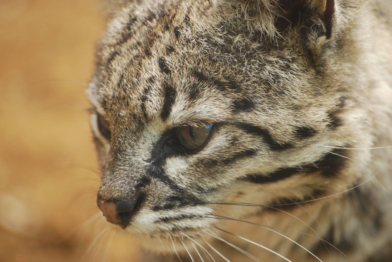 Geoffroy's cat