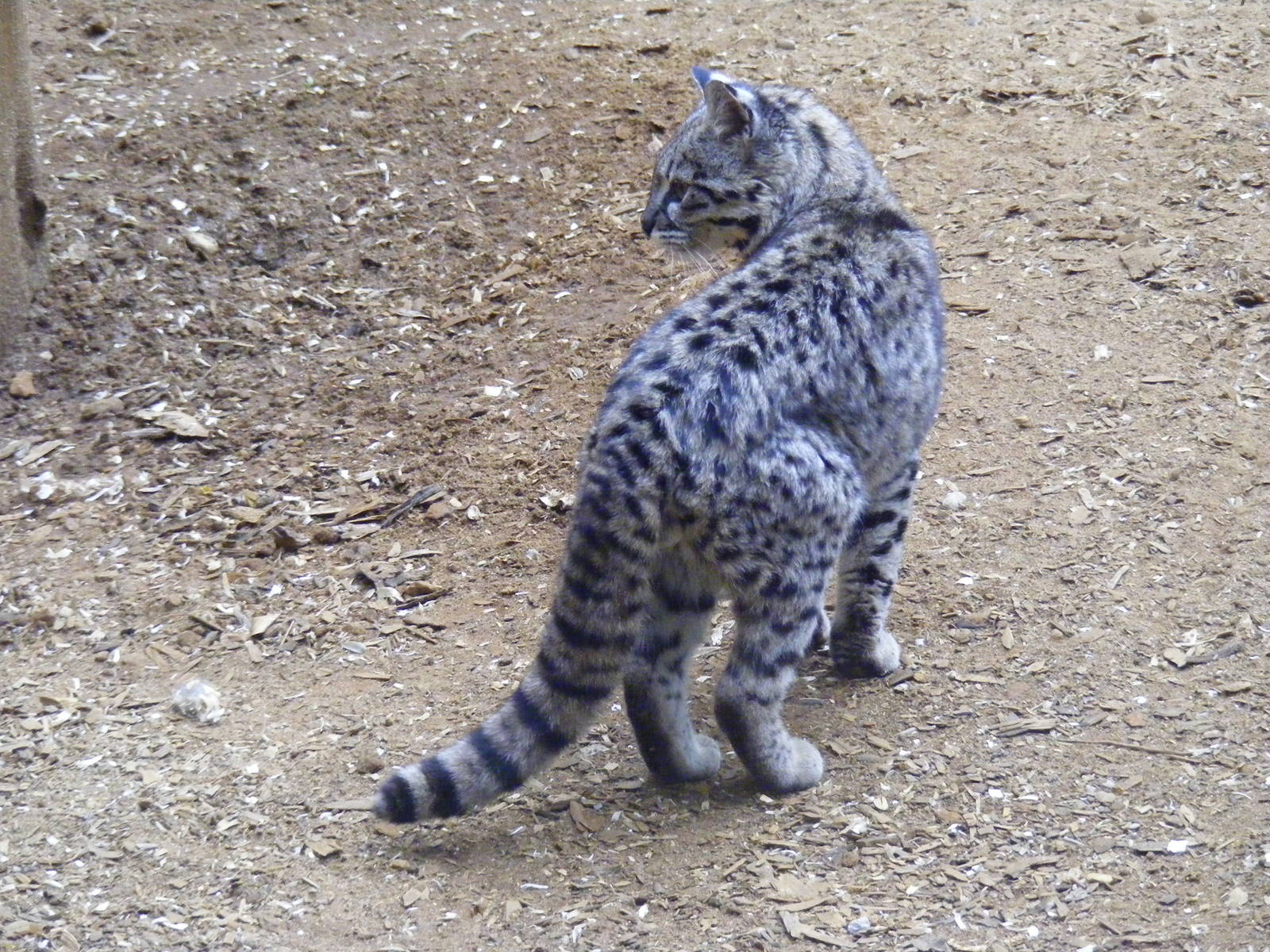 Geoffroy's cat