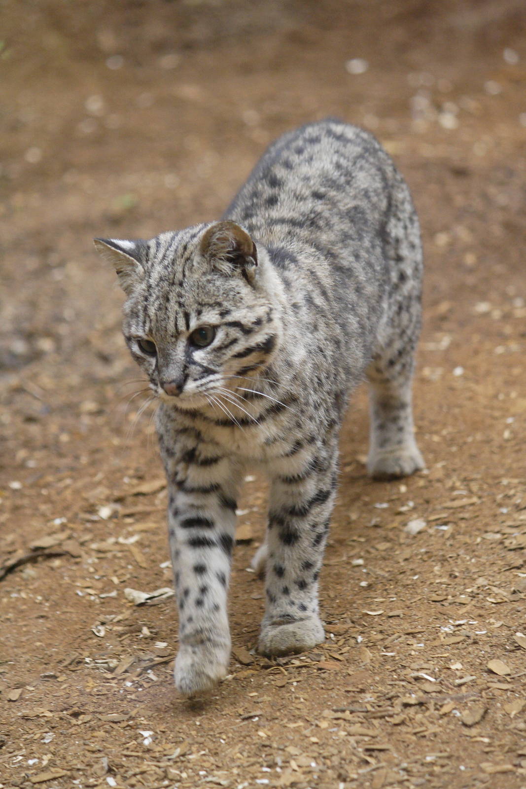 Geoffroy's cat