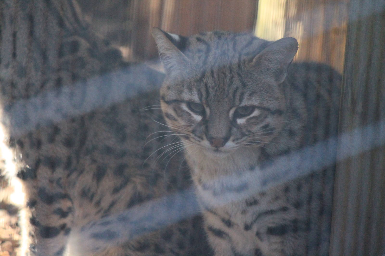 Geoffroy's Cat