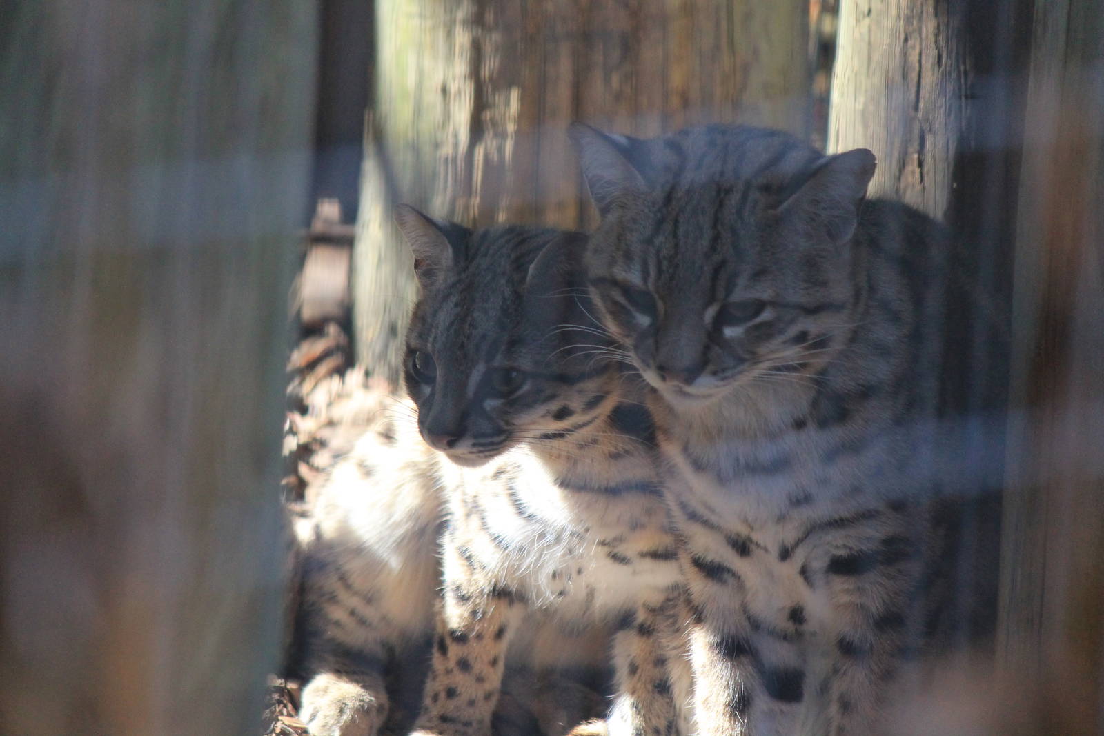 Geoffroy's Cat