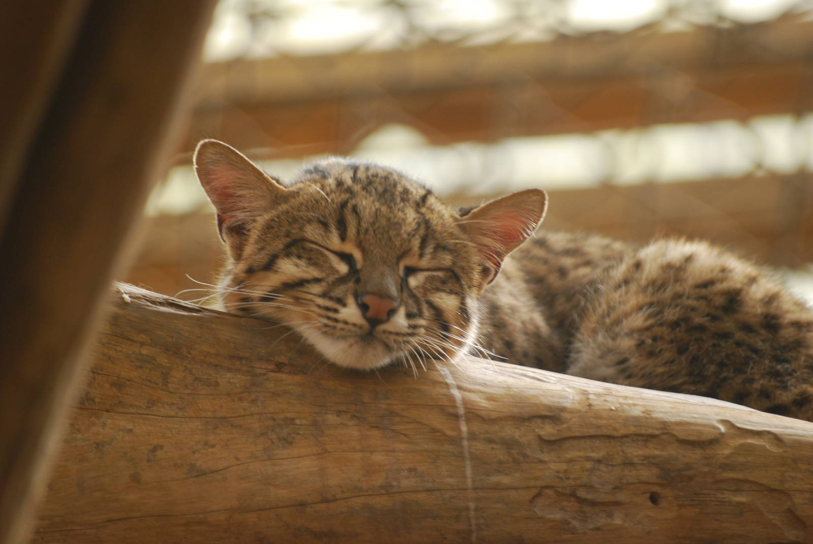 Geoffroy's cat
